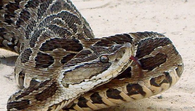 Que no cunda el pánico