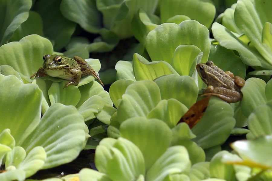 Si molesto con mi canto