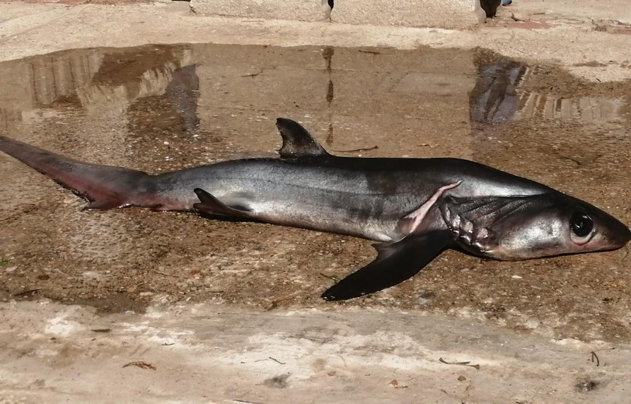 Apareci En Playa De Rocha Una Hembra De Tibur n Zorro cu les Son Sus 