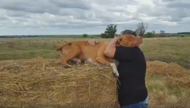 Vida de perros. Por Andrés Peirano