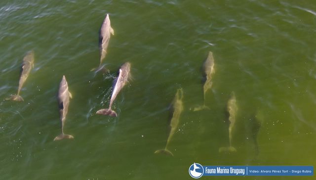 Fiesta marina bailable