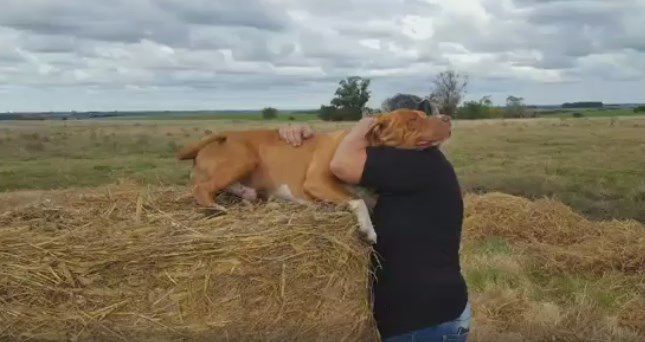 Vida de perros. Por Andrés Peirano