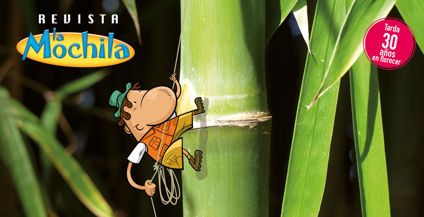 Una planta sin apuro