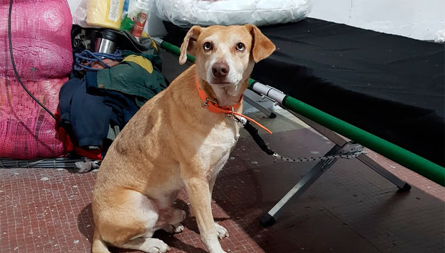 El perro tendrá su día