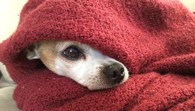 Vida de perros. Por Andrés Peirano