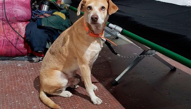 El perro tendrá su día