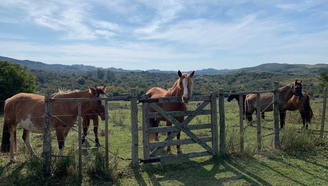 Escribe Sebastián Da Silva