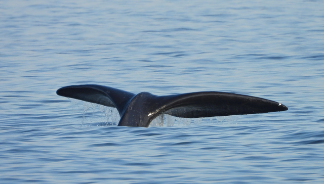 Pasó, saludó y siguió