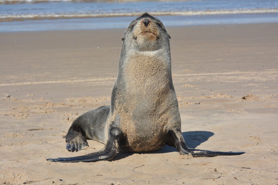 Un lobo marino de dos pelos apareció en la playa de Carrasco