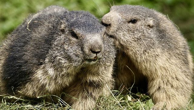 El acento del barrio