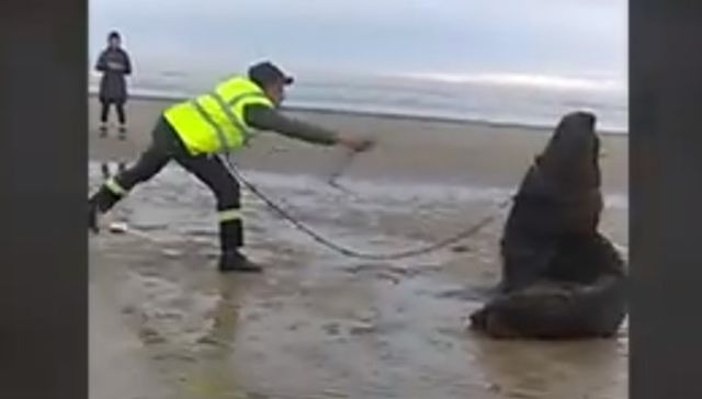 Lobo atado, animales sueltos