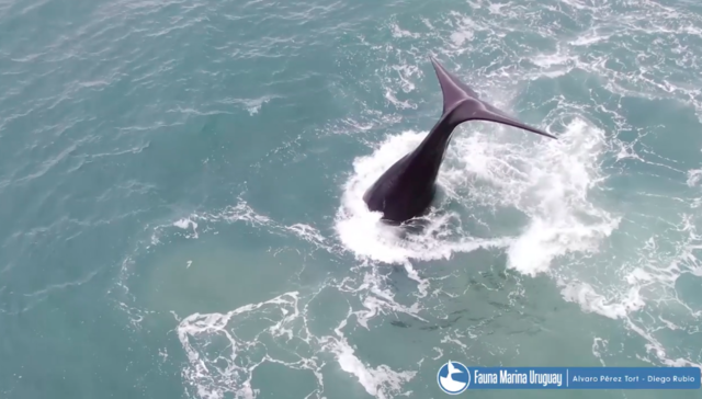 El show de la ballena