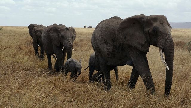 La marcha del elefantito