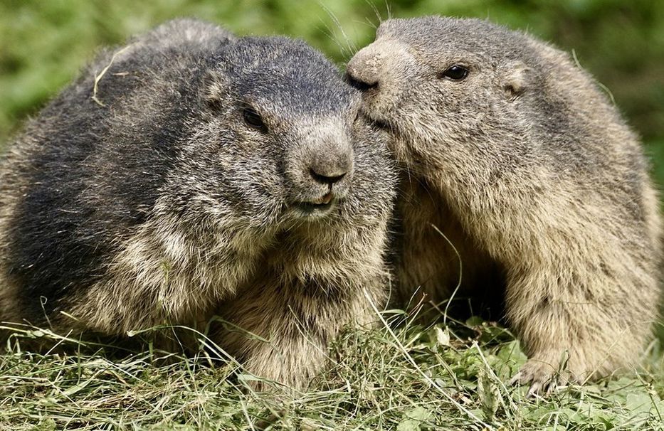 El acento del barrio