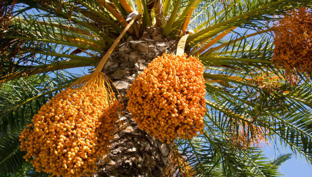 La plantita germinó