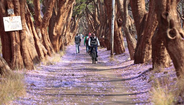 Cuando Haneke conoció a Mishima