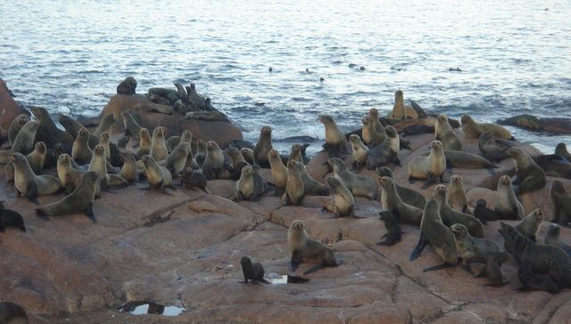 Nuestra fauna: el lobo de dos pelos