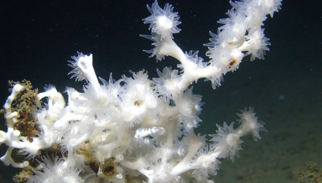 Reservas marinas: urgente