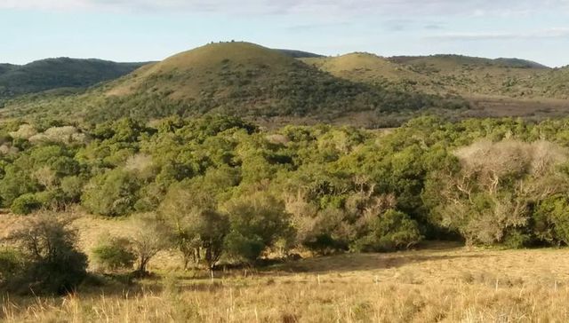 Escribe Eduardo Gudynas