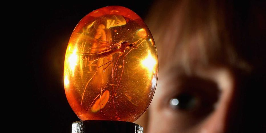 Conservado en ámbar