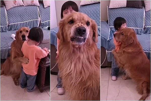 son todos los golden retrievers estupidez