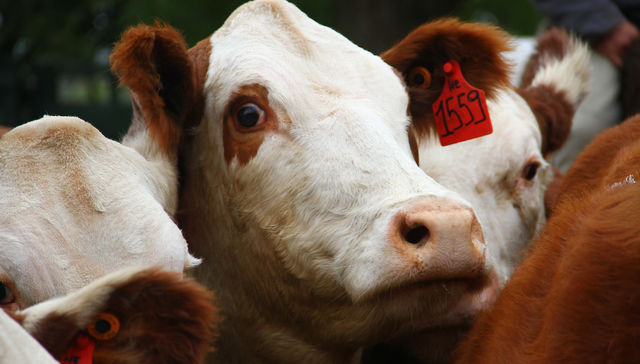 Penillanura etc. etc.