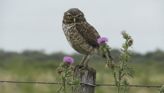 Nuestra fauna: lechucita de campo