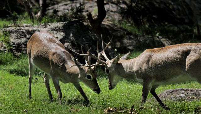 El bambi uruguayo