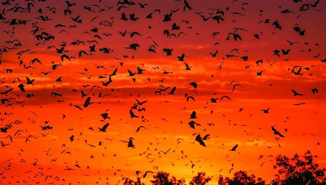 Conciencia medioambiental