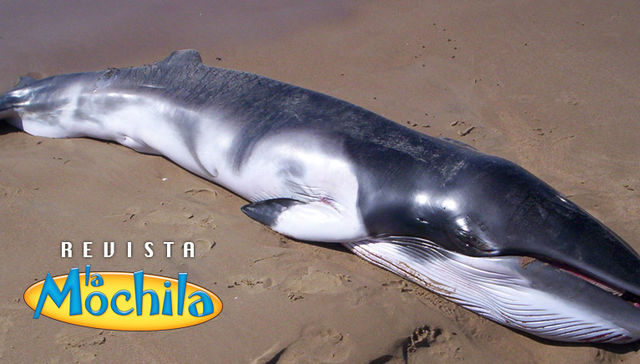 ¿Qué hacían en Uruguay?