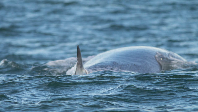 El show de la ballena