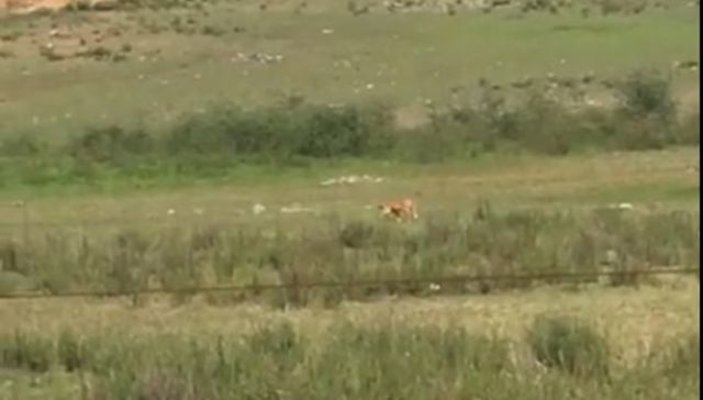 Me parece que vi un lindo gatito