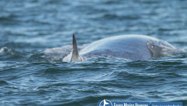 El show de la ballena