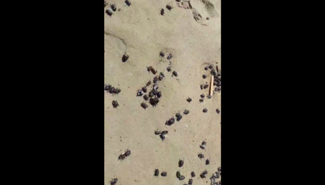 Hay un kafkarudo en mi cabeza