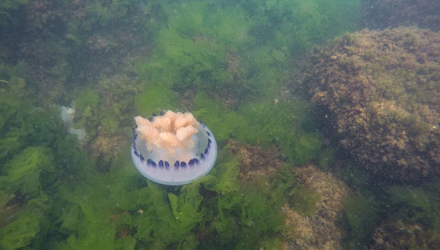 Llamen a Bob Esponja