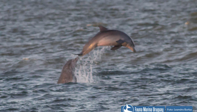 Hay que saltar, hay que saltar