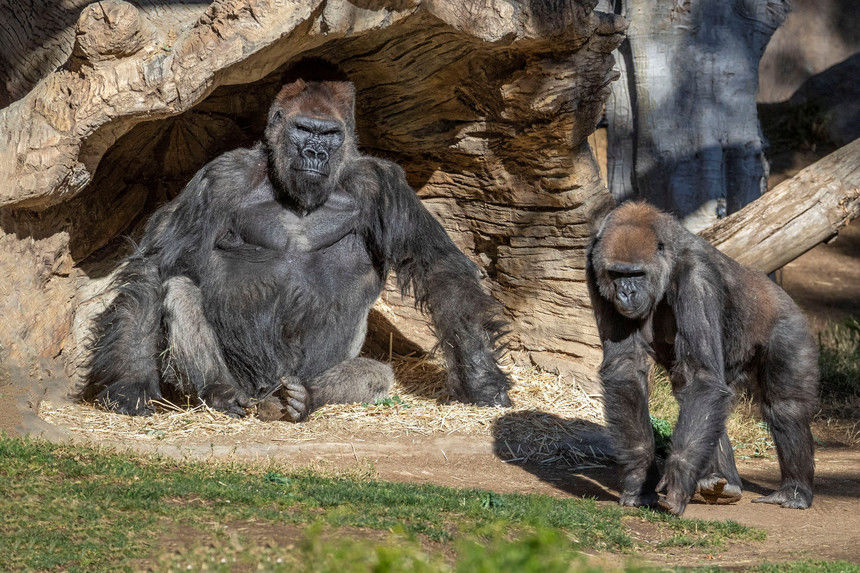 Gorilas dan positivo al coronavirus por primera vez Gorilas dan positivo al coronavirus por primera vez
