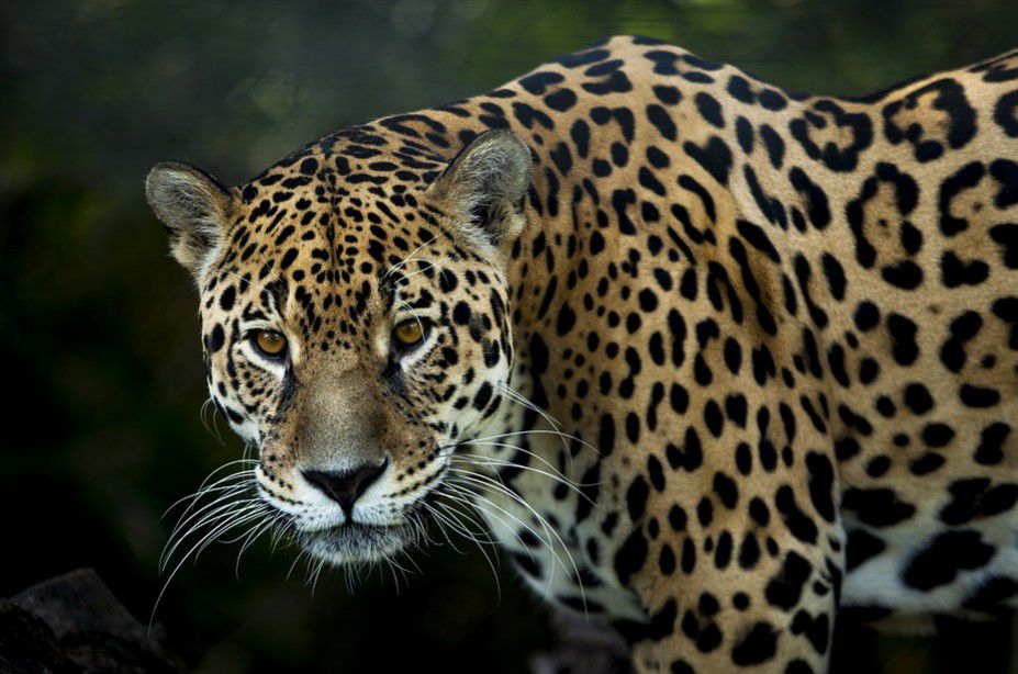 Murió Agostino, uno de los jaguares de la reserva de Cerro Pan de Azúcar