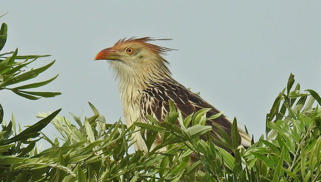 Nuestra fauna