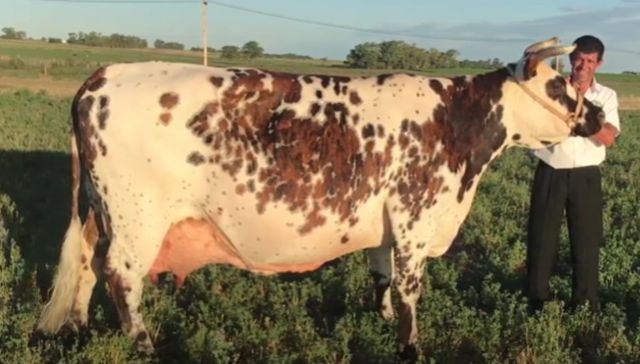 Inversión en ganado