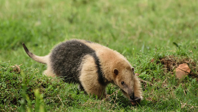 Nuestra fauna: Tamanduá