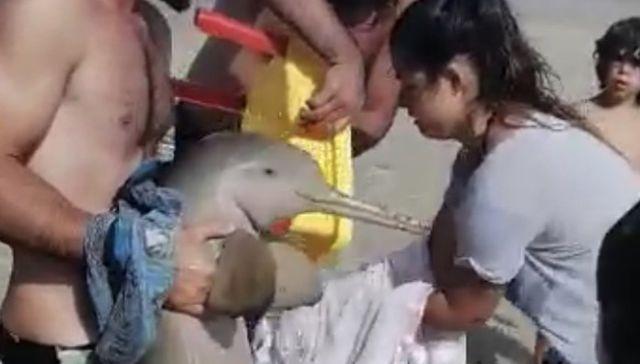 Delfín hasta el fin