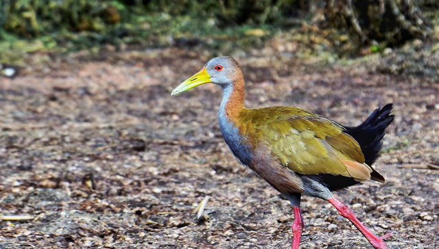 Nuestra fauna: Gallineta grande