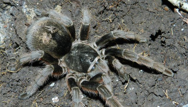 Nuestra fauna