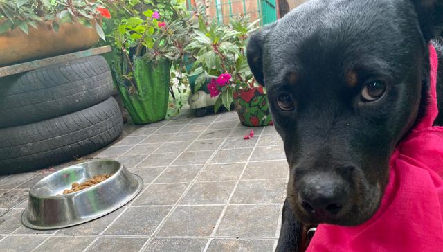 VIDA DE PERROS, POR ANDRÉS PEIRANO