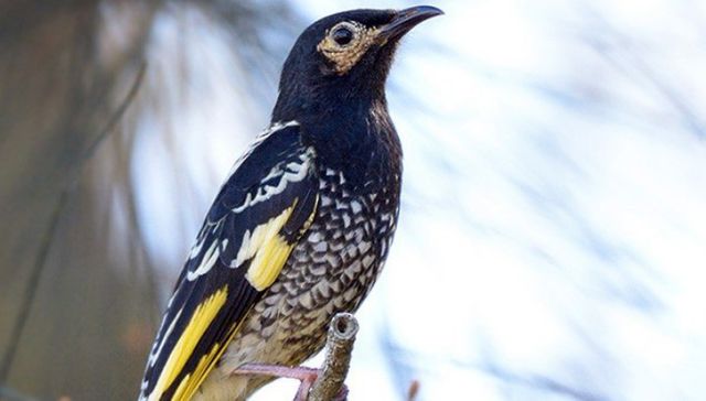 Si molesto con mi canto