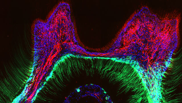 Por The New York Times