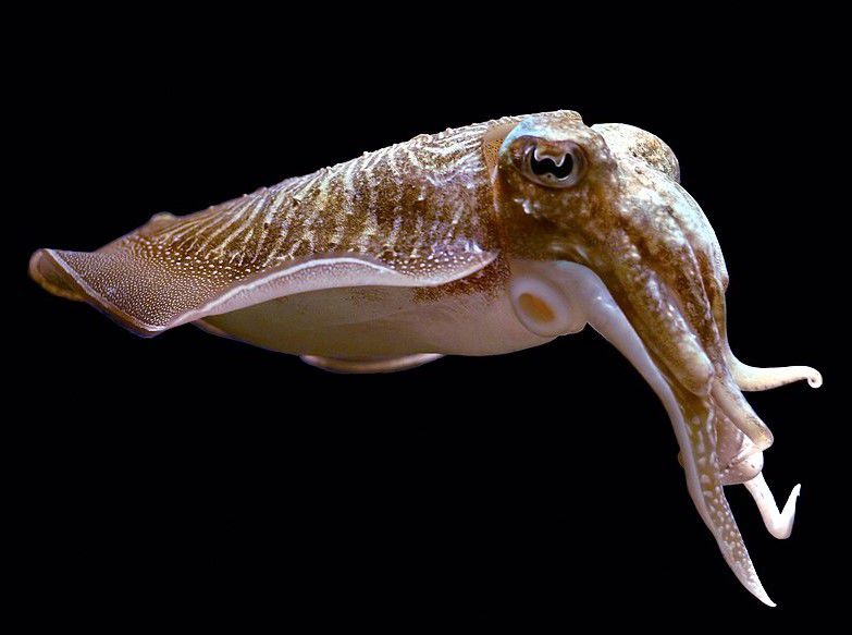 Inteligencia submarina