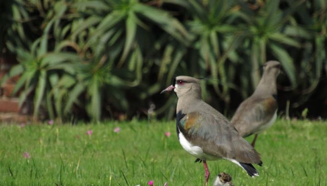 Nuestra fauna
