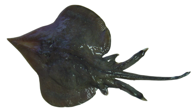 Nuestra fauna